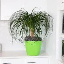 Ponytail Palm