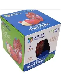 Learning Resources Cross-Section Human Heart Model