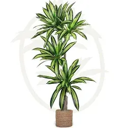 Maia Shop Artificial Dracaena Plant 5.5FT Tall, Fake Plant with Realistic Lea...