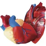 Cross-Section Human Heart Model, Large Foam Classroom Demonstration Model, 2Piec