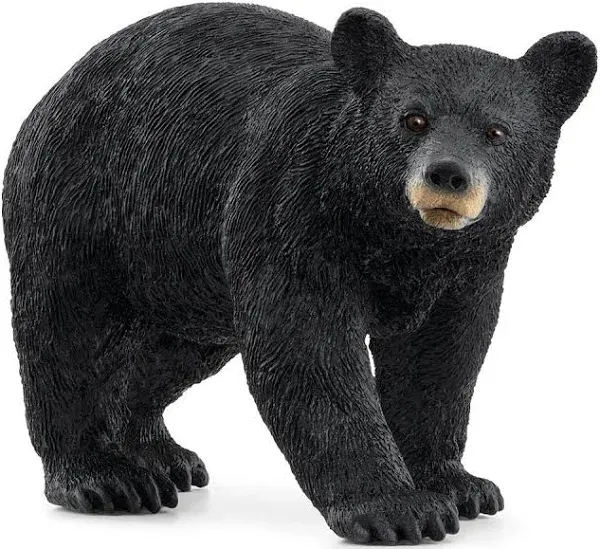 American Black Bear