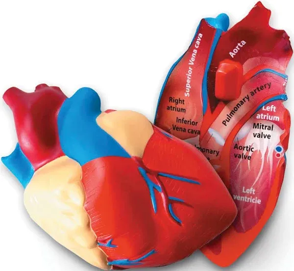 Human Heart Model