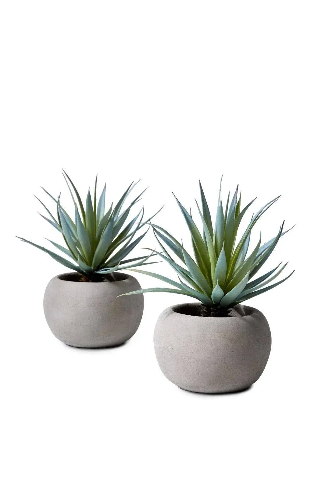 Serene Spaces Living Sword Grass in Grey Cement Pot, Set of 2, Perfect for ...