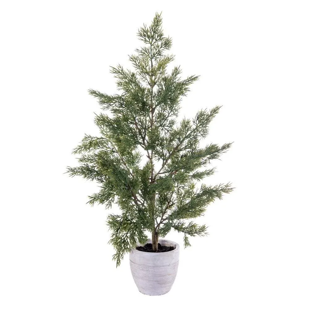 24" Green Cypress Sapling Potted