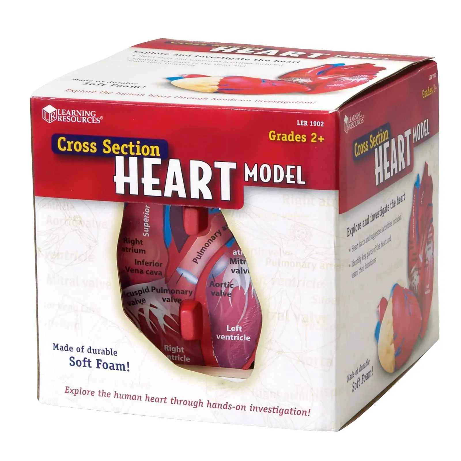 Learning Resources Cross Section Human Heart Model