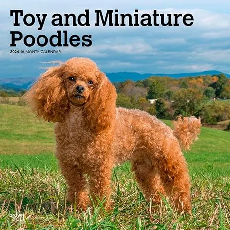 Toy and Miniature Poodles | 2024 12 x 24 Inch Monthly Square Wall Calendar | BrownTrout | Animal Dog Breeds