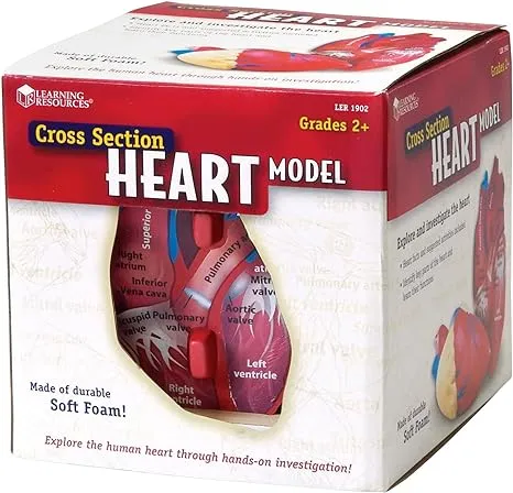 Learning Resources Cross-Section Human Heart Model, Large Foam Classroom Demonstration Model, 2Piece, Grades 2+, Ages 7+ Multi-color, 5 x 5 x 5 inches