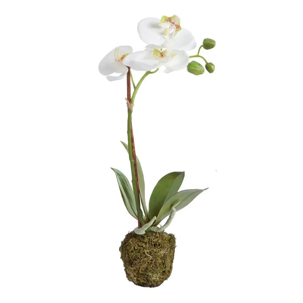 Napa CC 15" Phalaenopsis Drop-In 3x12x18 Inches