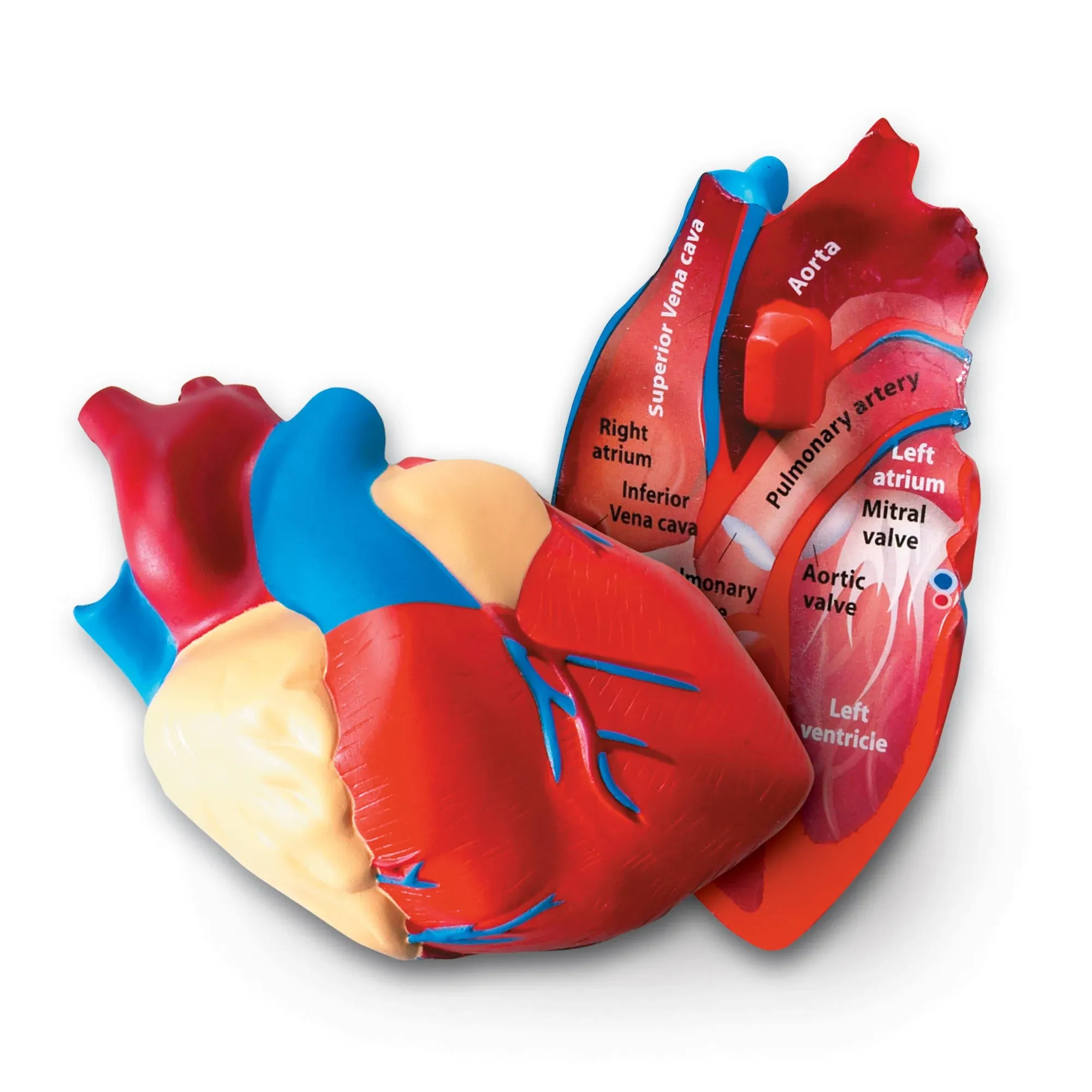 Learning Resources Cross Section Human Heart Model