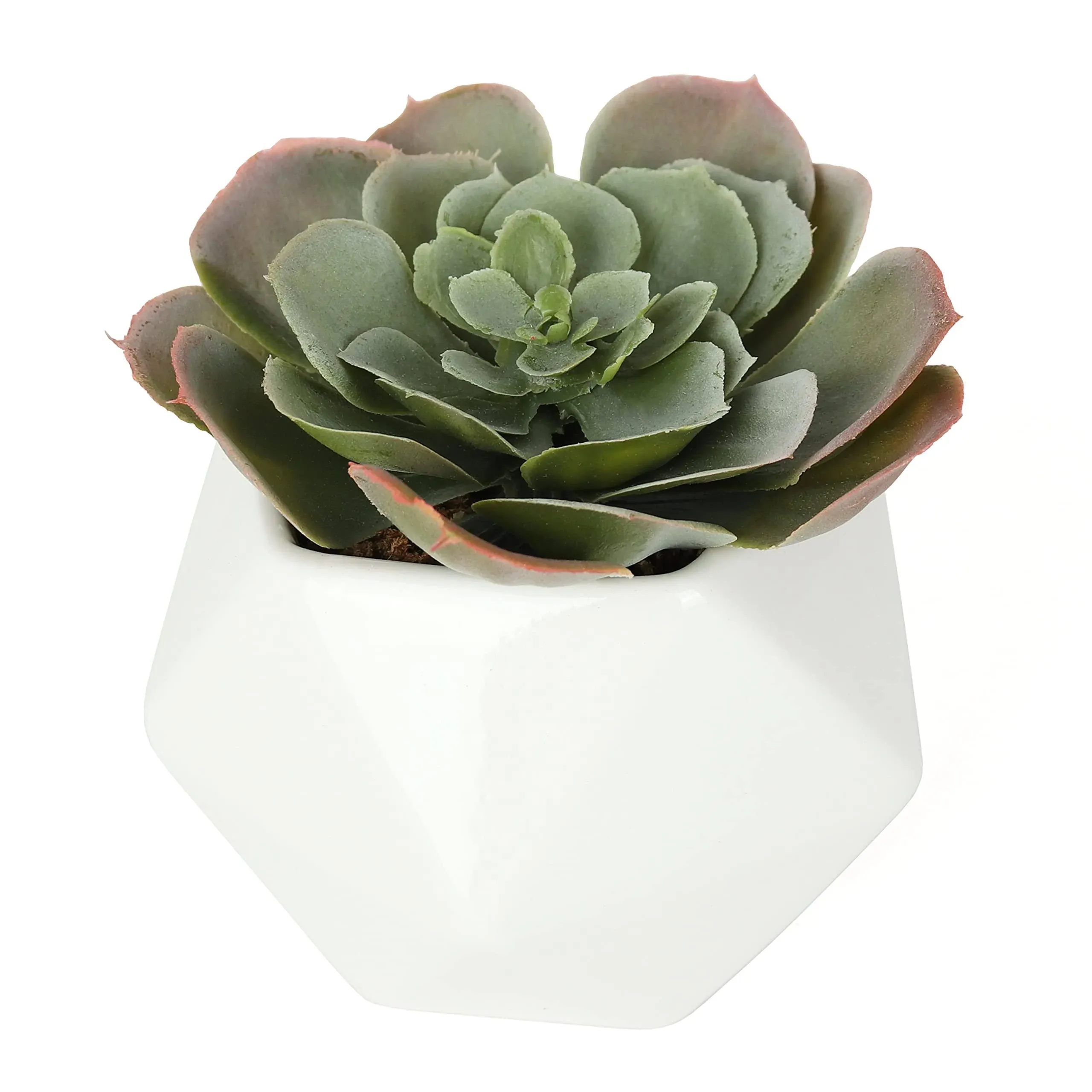 Echeveria Cassyz Winter Artificial Succulent