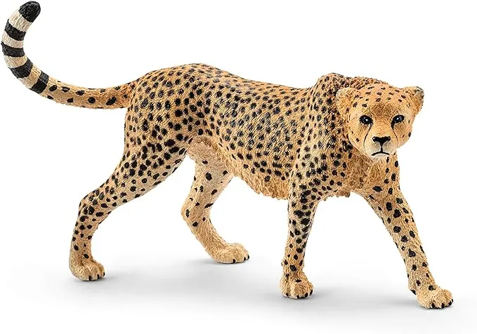 Cheetah - Female