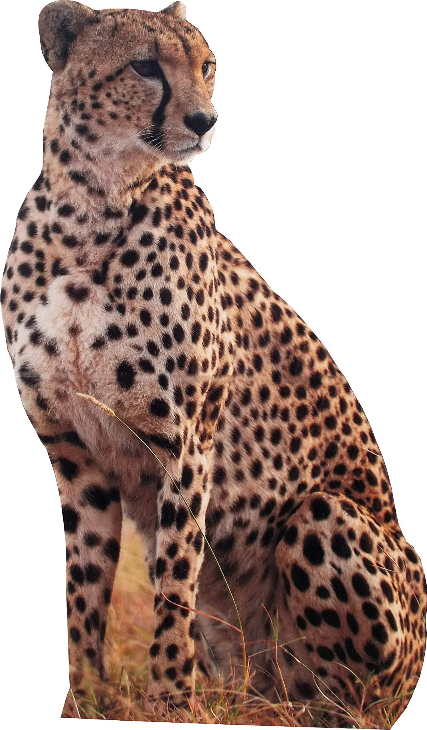 aahs!! Engraving Animal Life Size Cardboard Cutout Stand Up | Standee Picture Poster Photo Print (Cheetah)